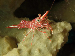 udang by Heru Suryoko 